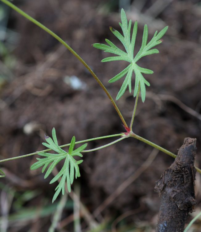 Geranium columbinum / Geranio colombino