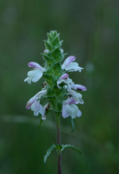 Bartsia trixago