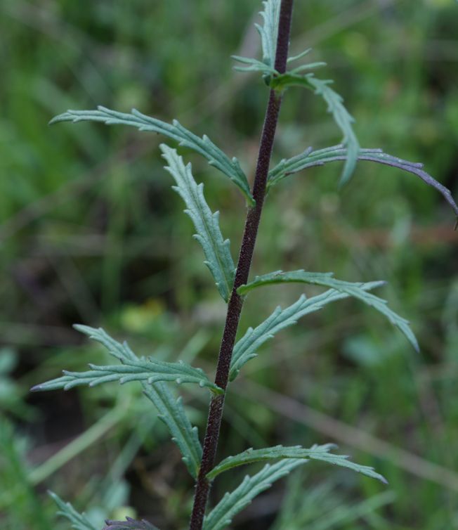 Bartsia trixago