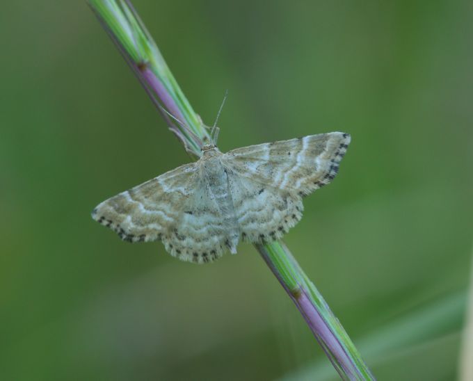 Aiuto Identificazione - Emmiltis pygmaearia