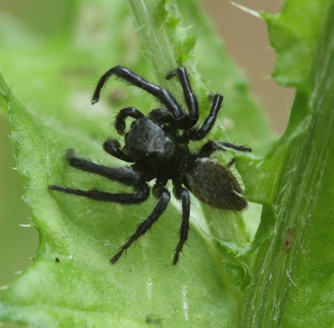 maschio di Carrhotus xanthogramma - Vasanello (VT)