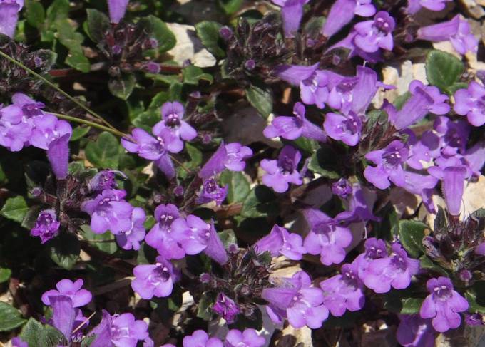 Ziziphora granatensis (=Acinos alpinus) / Acino alpino