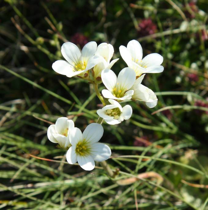 Saxifraga bulbifera