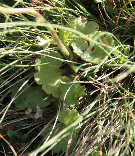 Saxifraga bulbifera