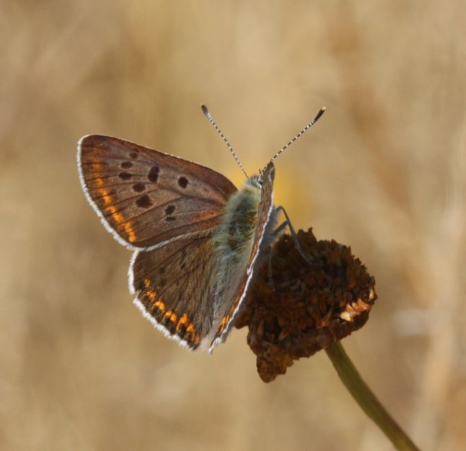 Lycaenidae da identificare