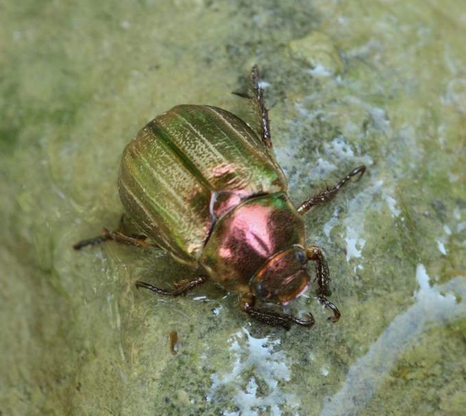 Coleottero da identificare