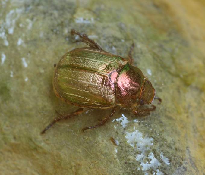 Coleottero da identificare