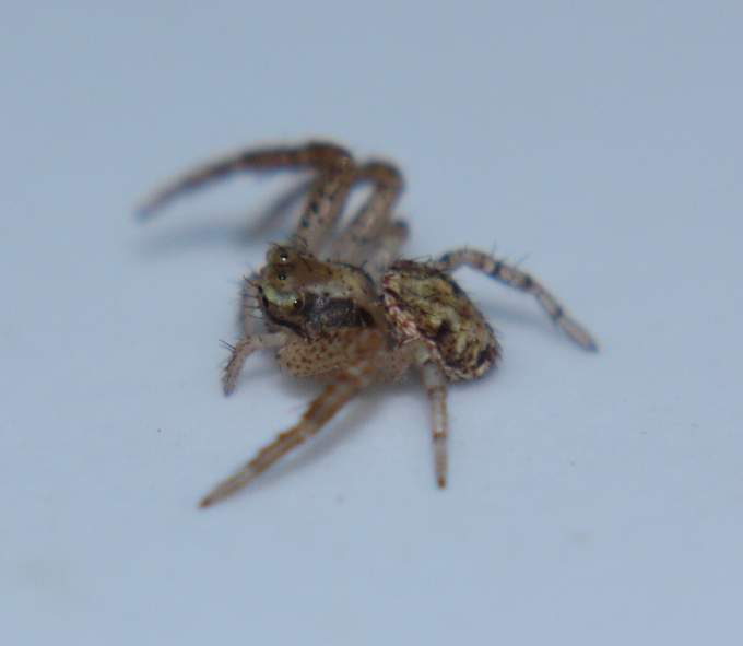 Xysticus sp. - Vignanello (VT)