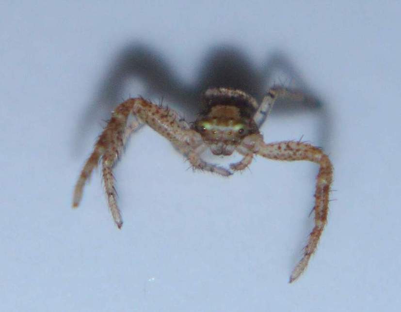 Xysticus sp. - Vignanello (VT)