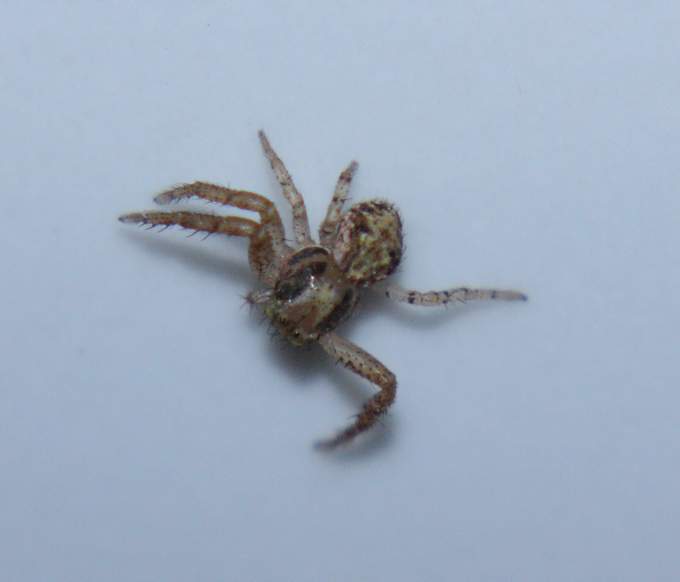 Xysticus sp. - Vignanello (VT)