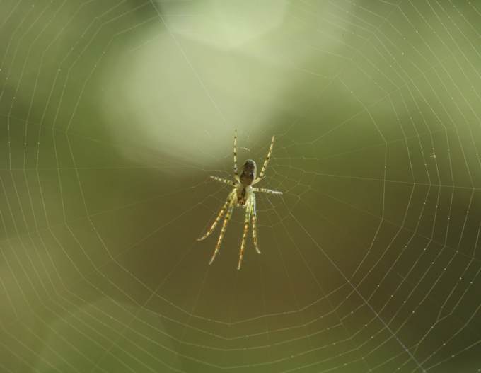 Metellina sp. - Soriano nel Cimino (VT)