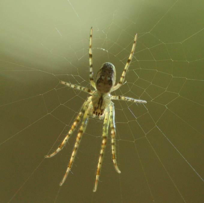 Metellina sp. - Soriano nel Cimino (VT)