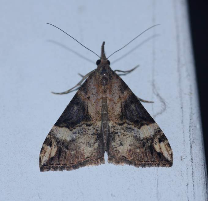 Hypena obsitalis?