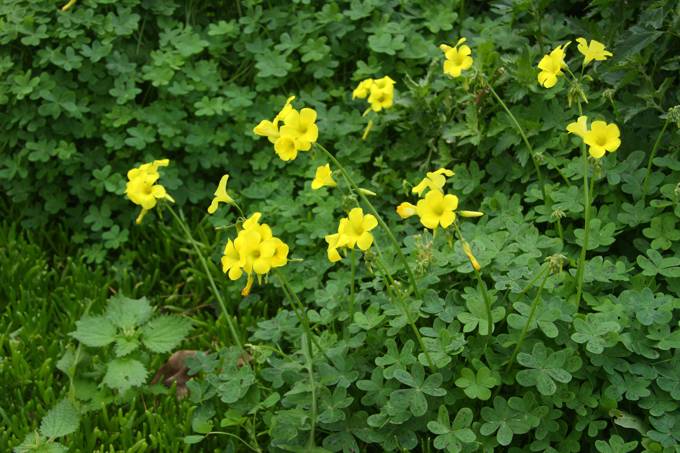 Oxalis pes-caprae