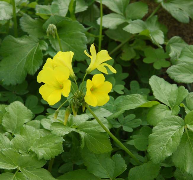 Oxalis pes-caprae