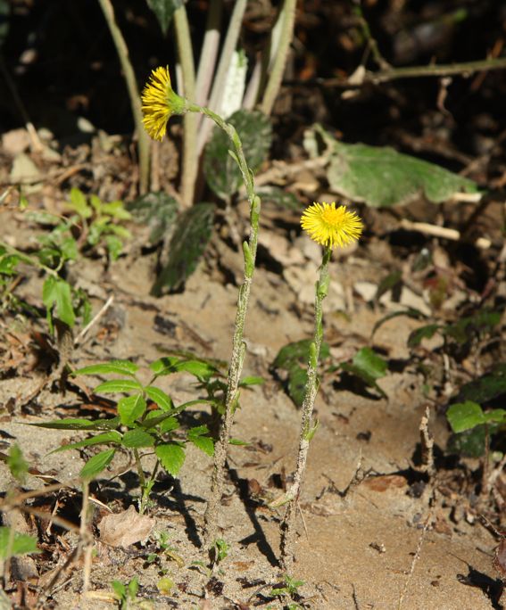 Tussilago farfara