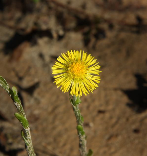 Tussilago farfara