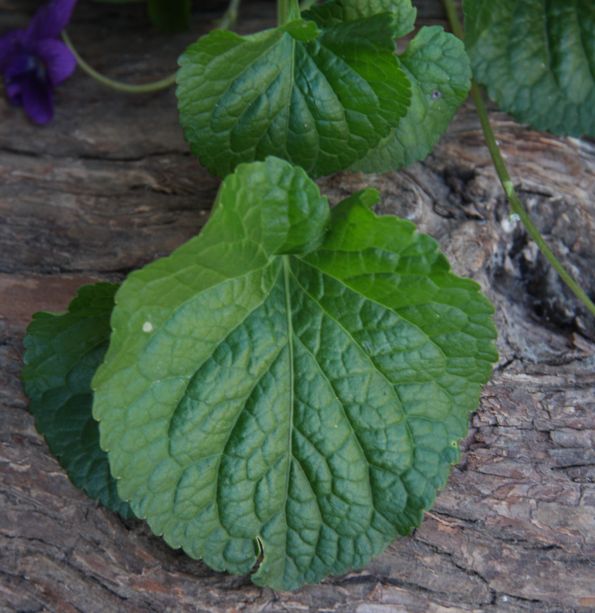 Viola odorata / Viola mammola