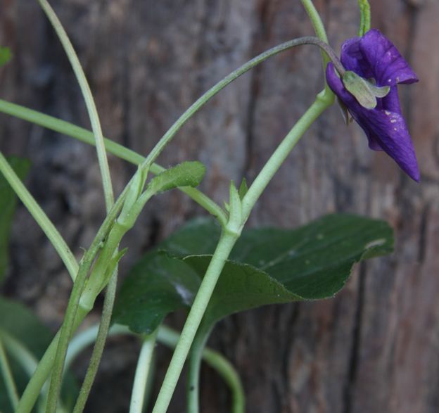 Viola odorata / Viola mammola