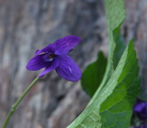 Viola odorata / Viola mammola