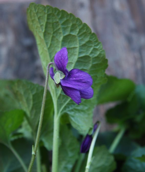 Viola odorata / Viola mammola