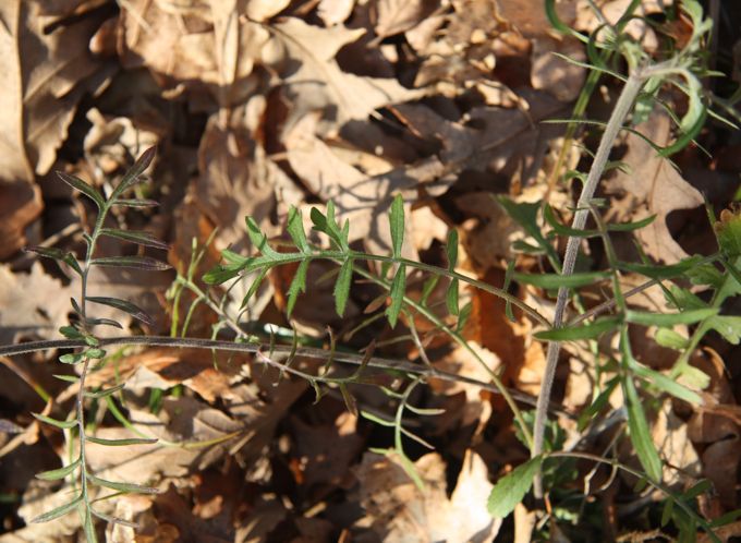 Scabiosa da identificare