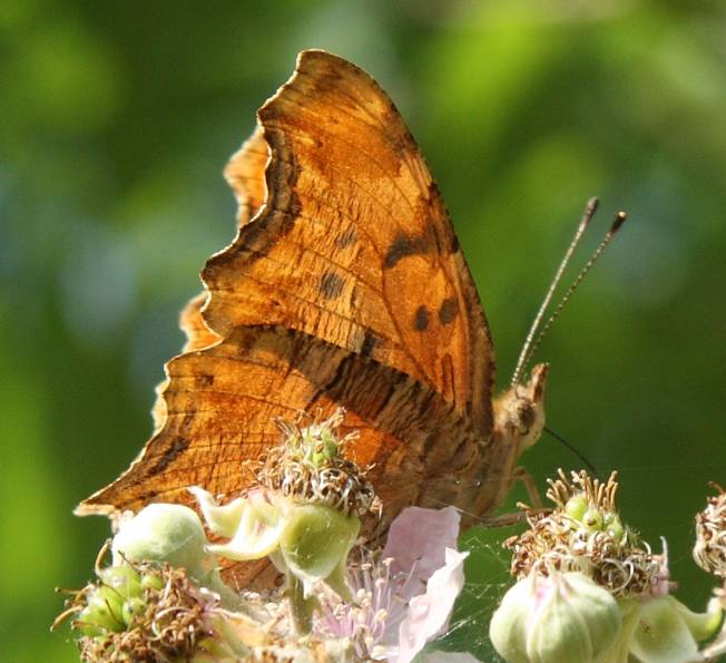 Polygonia c album o egea? Polygonia cfr. egea