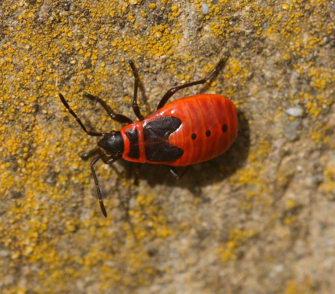 Giovane e adulto di Pyrrhocoris apterus