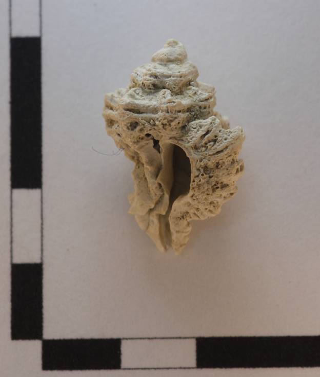 Gasteropode da identificare 1