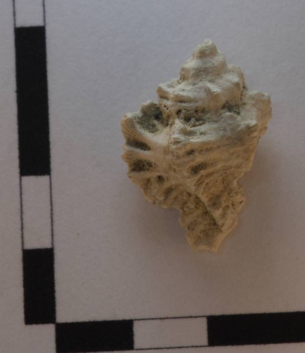 Gasteropode da identificare 1