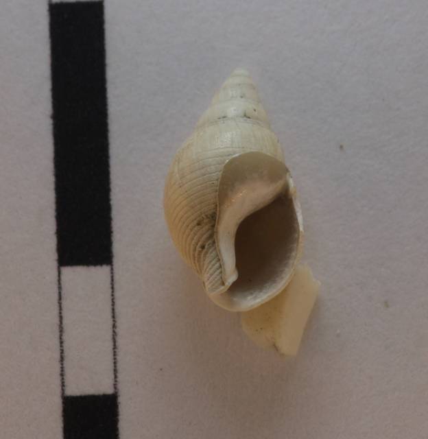 Gasteropode da identificare 2