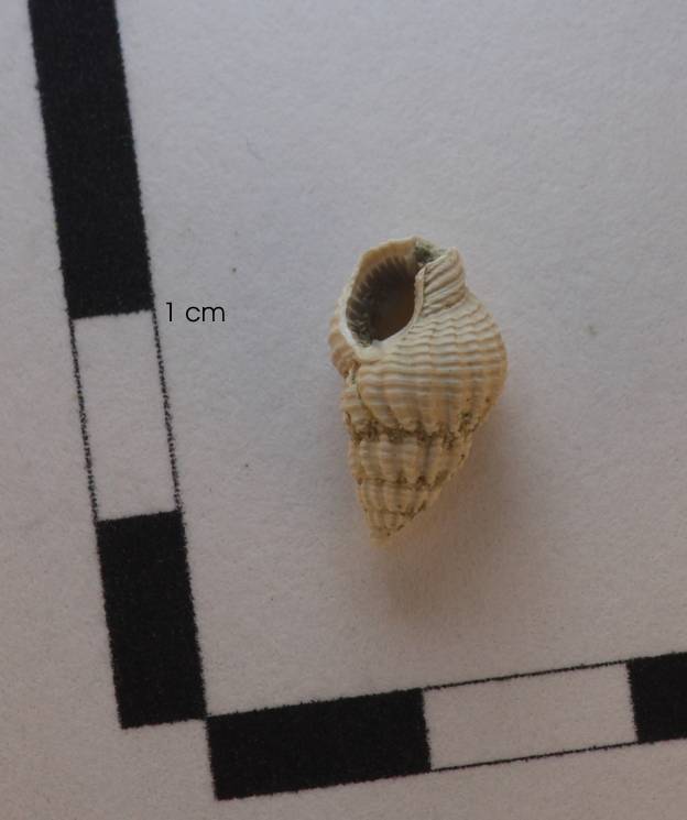 Gasteropode da identificare 3