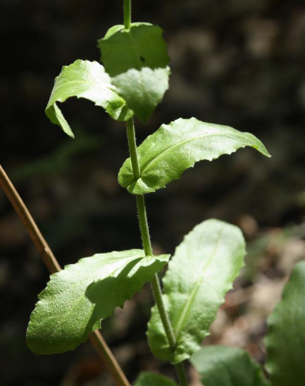 Arabis turrita