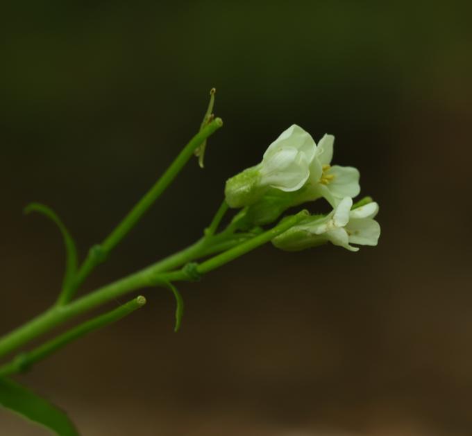Arabis turrita