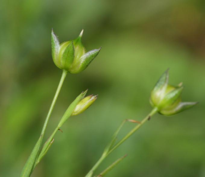 Linum bienne