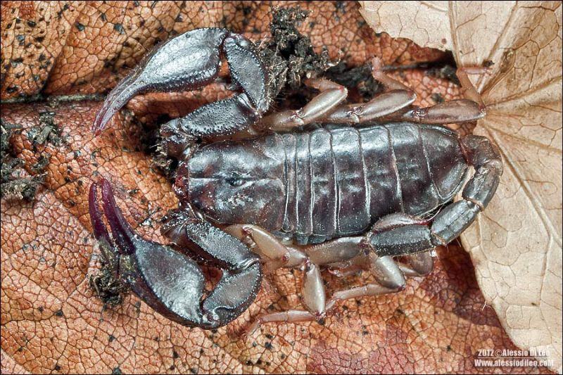 Euscorpius