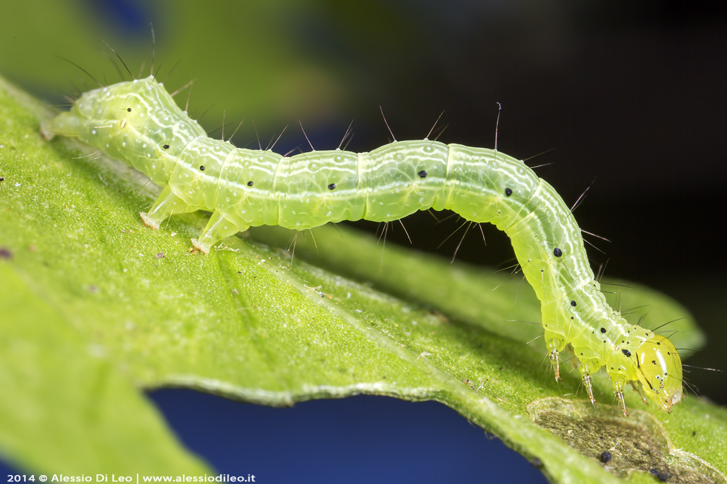 Bruco id - chi si mangia l''ibiscus?