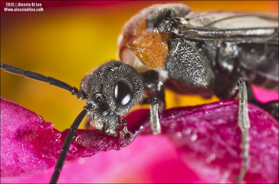 Tenthredinidae, Dolerus sanguinicollis