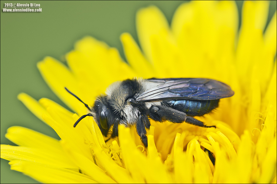 Andrena cineraria ♀ (Apidae Andreninae)