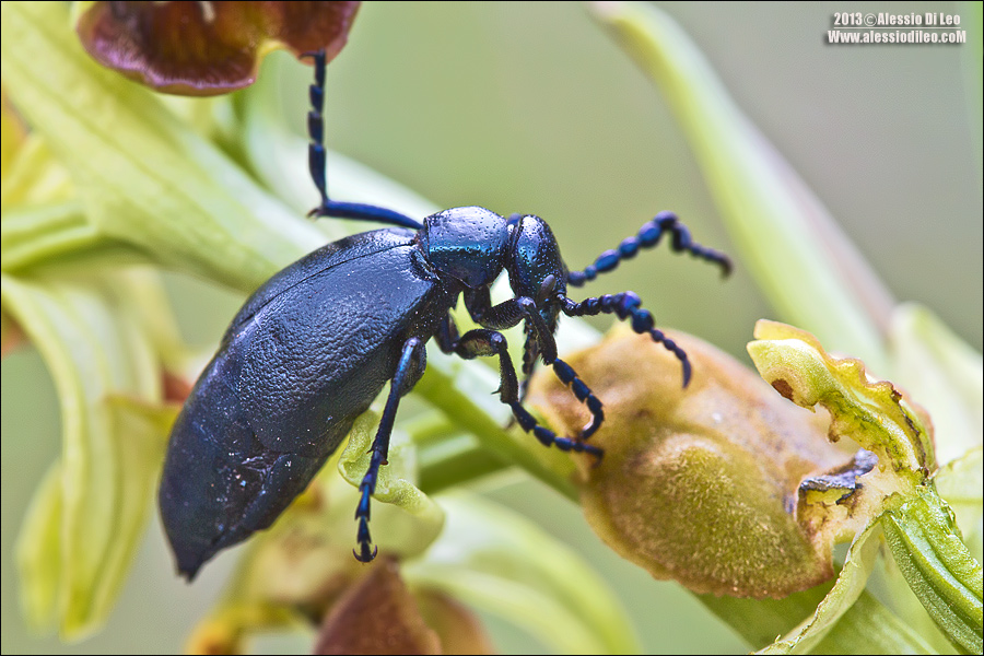 Meloe proscarabaeus? Che buone le sphegodes!
