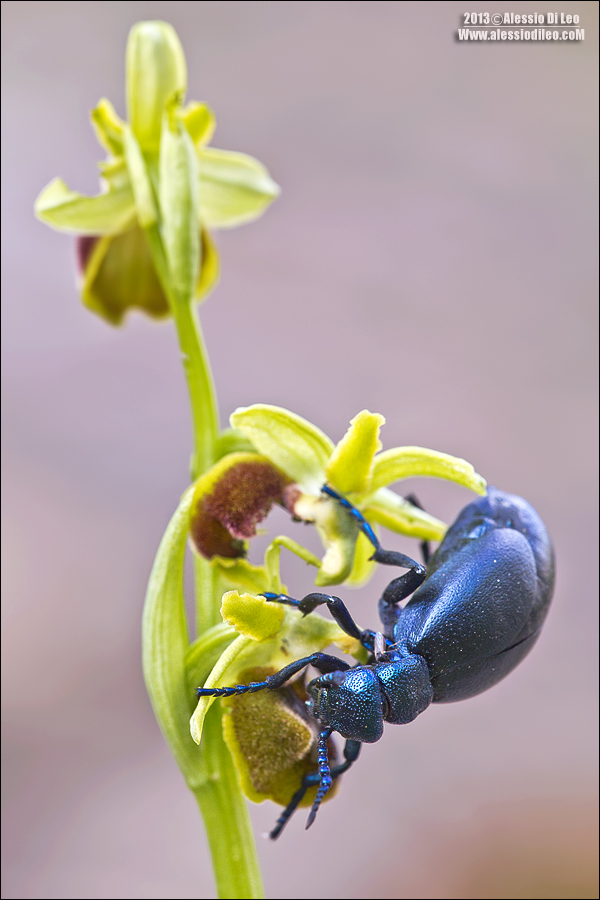 Meloe proscarabaeus? Che buone le sphegodes!