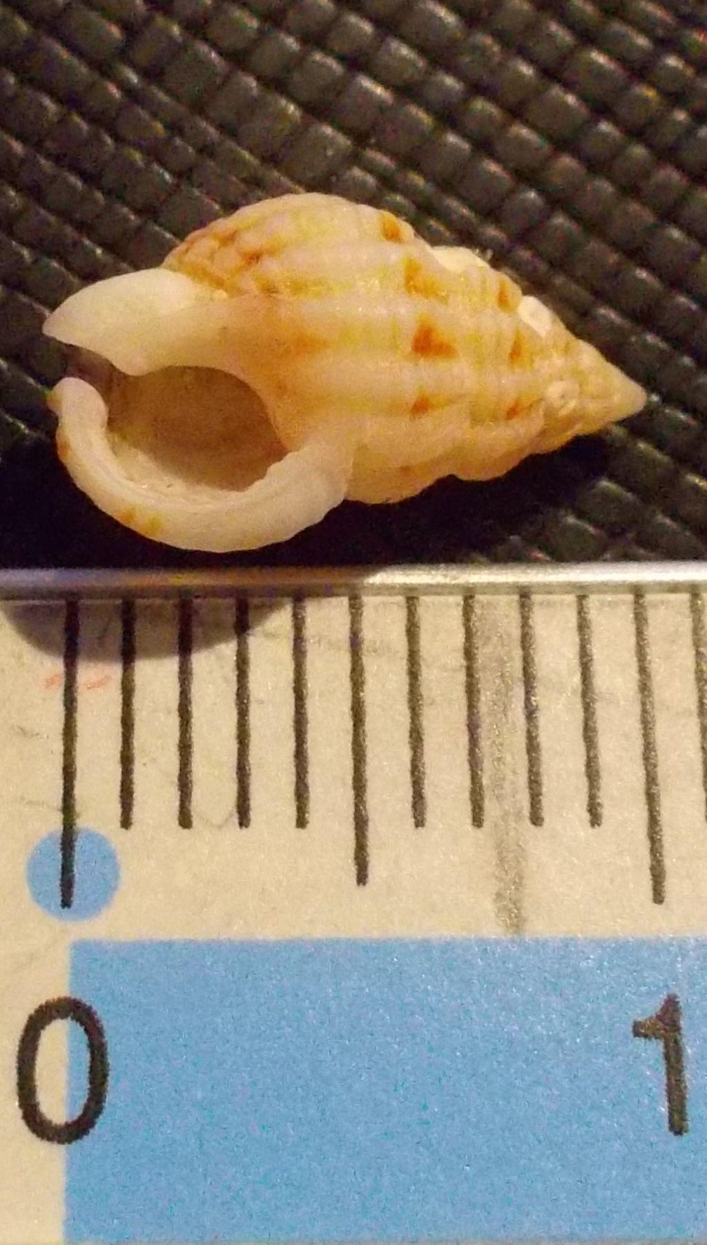 Nassarius da determinare