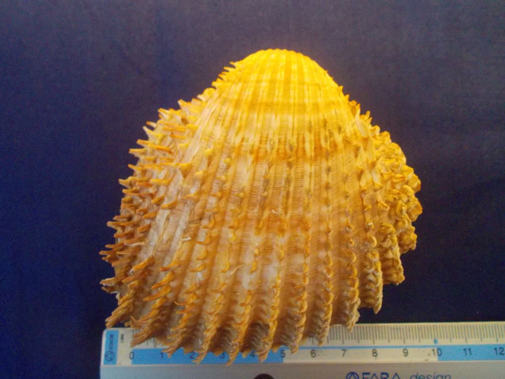 Cardiidae da classificare