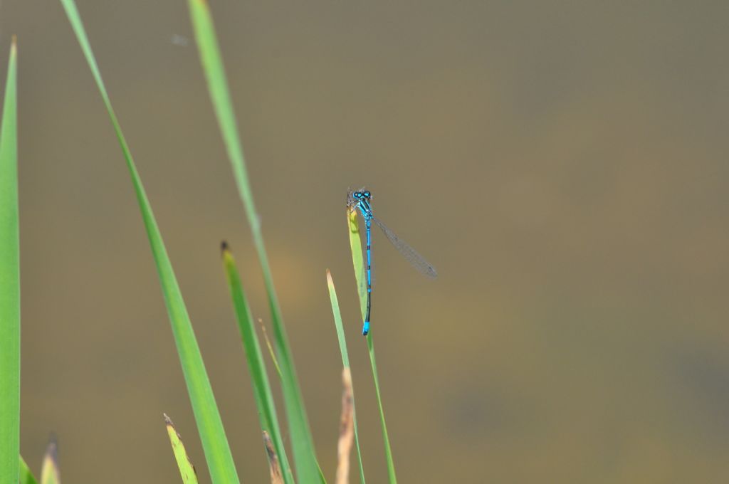 Coenagrion cfr. puella
