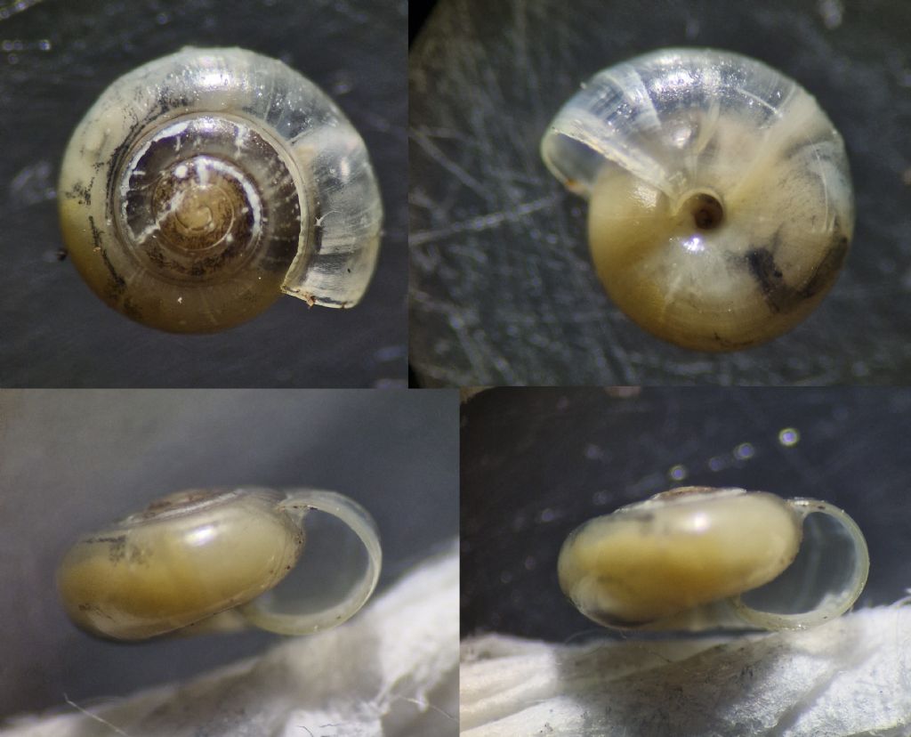 Vitrea contracta? [Vitrea crystallina]