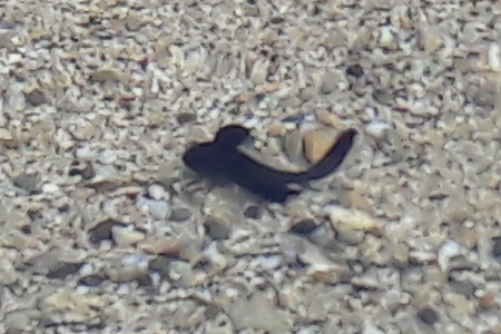 ID piccolo pesce