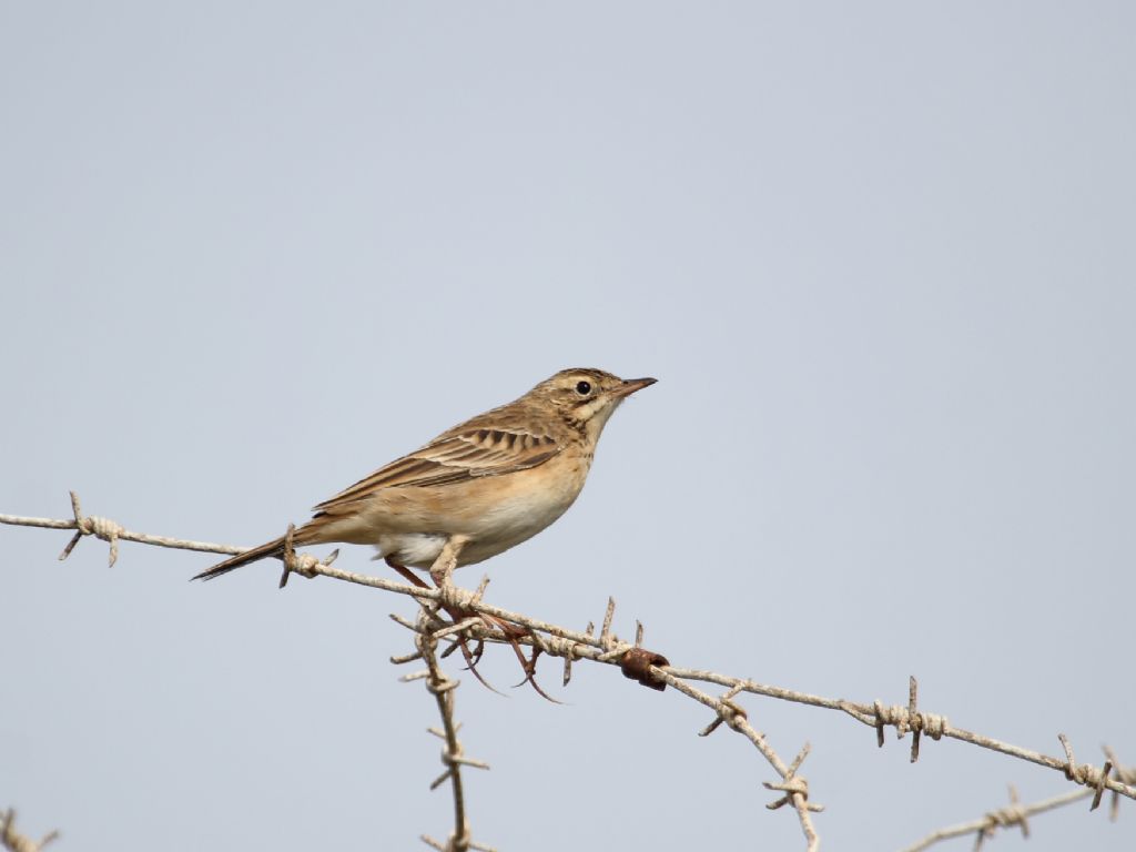 Calandro maggiore (Anthus richardi)