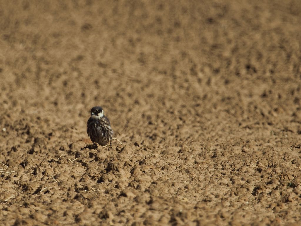 ID falco:  Lodolaio  (Falco subbuteo)