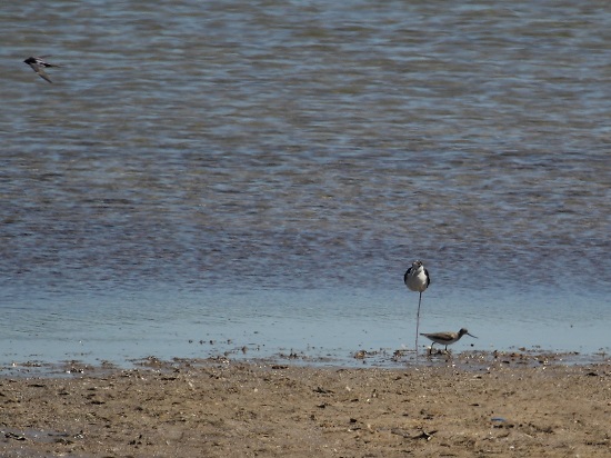 Piro Piro di Terrek (Xenus cinereus)