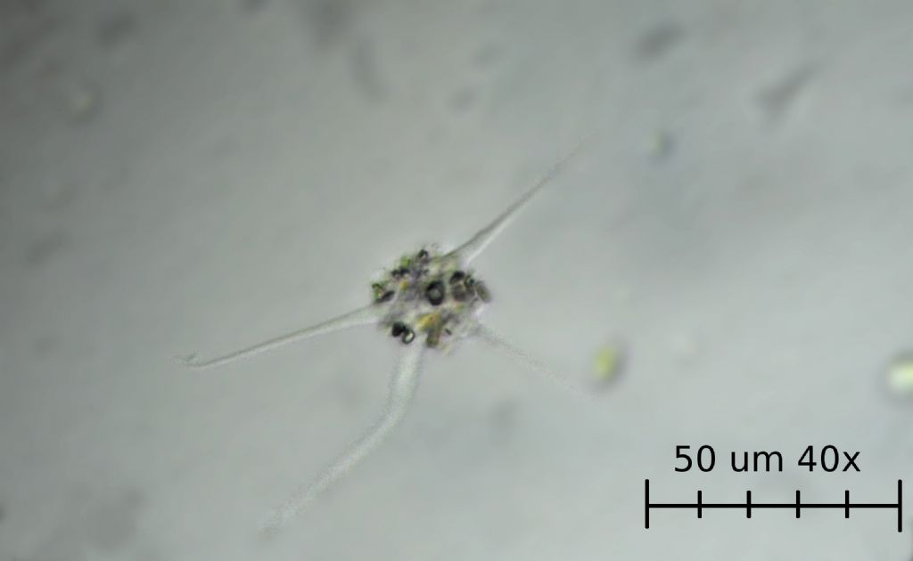 Vanella simplex